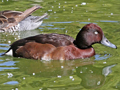Ferruginous Duck x Baer's Pochard hybrid